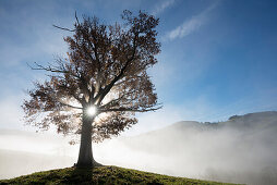 Herbstlich verfärbte Eiche mit Sonne und Nebel, Horben, Nähe Freiburg im Breisgau, Schwarzwald, Baden-Würtemberg, Deutschland