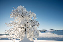 Snow covered beech trees, Schauinsland, near Freiburg im Breisgau, Black Forest, Baden-Wuerttemberg, Germany