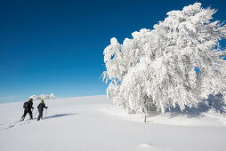 Snow covered trees and snowshoe hiker, Schauinsland, near Freiburg im Breisgau, Black Forest, Baden-Wuerttemberg, Germany