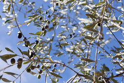 Close up of an olive branch, olive tree