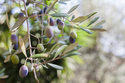 Olivenzweig mit Oliven, Olivenbaum, Ligurien, Italien