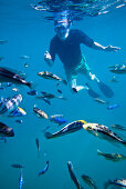 A man snorkling with lots of small fish, Lake Malawi, Africa