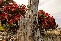 Rot blühender Pohutukawa-Baum,Baumstumpf,Coromandel Halbinsel,Nordinsel,Neuseeland