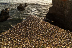 Tölpelkolonie am Muriwai Beach,Australtölpel,Nester auf einer Felsnase bei Muriwai,Auckland,Nordinsel,Neuseeland