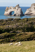 Felsgruppe an der Küste bei Wharariki Strand,Archway Islands im Hintergrund,Teatree-Bäume vom Wind geformt,Puponga Farm Track,Südinsel,Neuseeland