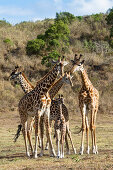 Massaigiraffen mit Jungem, Giraffa camelopardalis, Arusha Nationalpark, Tansania, Ostafrika, Afrika