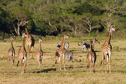 Massai Giraffes, Giraffa camelopardalis and Zebras, Equus quagga, Little Serengeti, Arusha National Park, Tanzania, East Africa, Africa