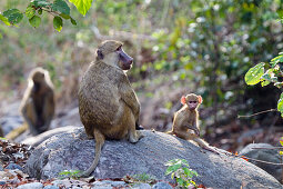 Gelbe Paviane, Mutter mit Baby, Papio cynocephalus kindae, Tanganjika See, Mahale Mountains Nationalpark, Tansania, Ostafrika, Afrika