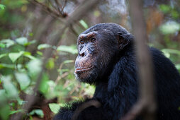 Schimpanse Männchen, Pan troglodytes, Mahale Mountains Nationalpark, Tansania, Ostafrika, Afrika