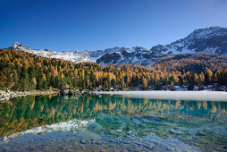 Larch trees in autumn colors and snow-capped mountains reflecting in a mountain lake, Lake Saoseo, Val da Cam, Val Poschiavo, Livigno Range, Grisons, Switzerland