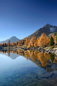 Herbstlich verfärbte Lärchen und Berge spiegeln sich in Bergsee, Lago di Val Viola, Val da Cam, Puschlav, Livignoalpen, Graubünden, Schweiz