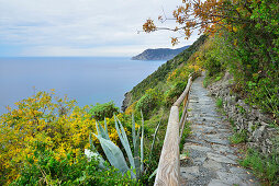 Weg führt durch Mittelmeervegetion, Meer im Hintergrund, Cinque Terre, Nationalpark Cinque Terre, UNESCO Weltkulturerbe Cinque Terre, Ligurien, Italien
