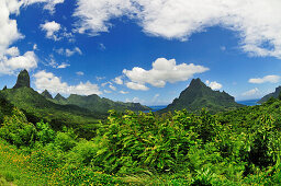 View from Belvedere, Cook's Bay, Opunohu Bay, Moorea, Society Islands, French Polynesia, Windward Islands, South Pacific