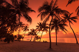 Strand mit Palmen bei Sonnenaufgang im The Moorings Village Resort, Islamorada, Florida Keys, Florida, USA