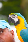 Local bird entertainer Jim with his parrot Bob, Key West, Florida Keys, Florida, USA