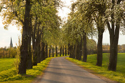 Birnbaumallee, Münsterland, Nordrhein-Westfalen, Deutschland