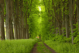 Alley of lime trees, Holsteinische Schweiz, Schleswig-Holstein, Germany