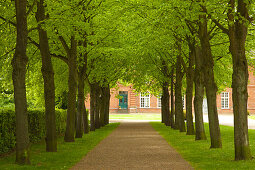 Alley of lime trees, Ploen castle gardens, Holsteinische Schweiz, Schleswig-Holstein, Germany