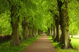 Lindenallee, Schlosspark Plön, Holsteinische Schweiz, Schleswig-Holstein, Deutschland