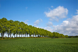 Alley of lime trees, Holsteinische Schweiz, Schleswig-Holstein, Germany