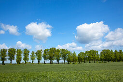 Alley of lime trees, Holsteinische Schweiz, Schleswig-Holstein, Germany