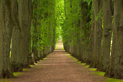 Alley of lime trees, Bad Pyrmont, Lower Saxony, Germany