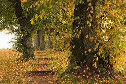 Alley of lime trees, Holzkirchen, Bavaria, Germany