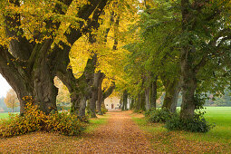 Alley of lime trees, Allgaeu region, Bavaria, Germany