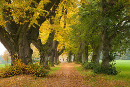 Lindenallee, Allgäu, Bayern, Deutschland