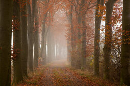 Buchenallee, Oldenburger Münsterland, Niedersachsen, Deutschland