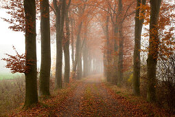 Alley of beech trees, Oldenburger Munsterland, Lower Saxony, Germany