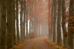 Alley of beech trees, Oldenburger Munsterland, Lower Saxony, Germany