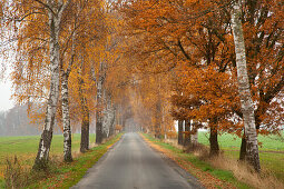Alley of birch trees, Haemelheide, Lower Saxony, Germany