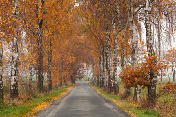 Alley of birch trees, Haemelheide, Lower Saxony, Germany