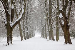 Alley of lime trees, Dortmund, North Rhine-Westphalia, Germany