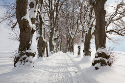 Lindenallee, Kurfürsten-Allee, Marktoberdorf, Allgäu, Bayern, Deutschland