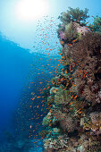 Lyretail Anthias over Reef, Pseudanthias squamipinnis, Zabargad, St Johns, Red Sea, Egypt