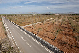 Almond trees next to a rural road MA-3400 near Santa Margalida, northern island, Mallorca, Balearic Islands, Spain