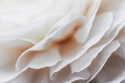 Close up of a white ranunculus blossom, Hamburg, Germany