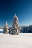 Snow covered trees, Schauinsland, near Freiburg im Breisgau, Black Forest, Baden-Wuerttemberg, Germany