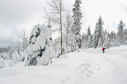 Snow covered trees and cross-country skier, Schauinsland, near Freiburg im Breisgau, Black Forest, Baden-Wuerttemberg, Germany