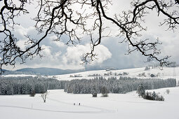 Langläufer bei Breitnau, Nähe Hinterzarten, Schwarzwald, Baden-Württemberg, Deutschland