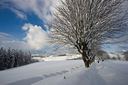 Schneebedeckte Bäume bei St Märgen, Schwarzwald, Baden-Württemberg, Deutschland