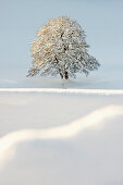 Snow covered tree near St Maergen, Black Forest, Baden-Wuerttemberg, Germany