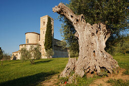Old olive tree near the abbey of Sant Antimo, Abbazia di Sant Antimo, 12th century, Romanesque architecture, near Montalcino,  province of Siena, Tuscany, Italy, Europe