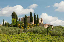 Vineyard and country manor near San Gimignano, province of Siena, Tuscany, Italy, Europe