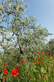 Olive tree with poppies, near San Gimignano, Province of Siena, Tuscany, Italy, Europe