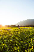 Mountain biker passing meadow with hay barns, Grainau, Bavaria, Germany