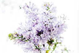 Lilac blossoms, Hamburg, Germany