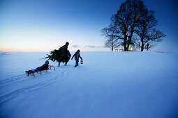 Vater mit zwei Kindern trägt Weihnachtsbaum durch Schnee, Degerndorf, Münsing, Oberbayern, Deutschland